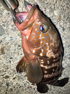 キジハタの釣果