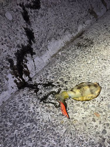 アオリイカの釣果