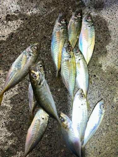 アジの釣果