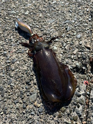 内浦湾（沼津）