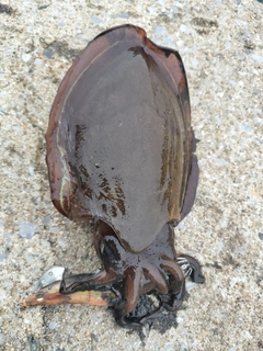 コウイカの釣果