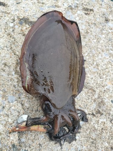 コウイカの釣果