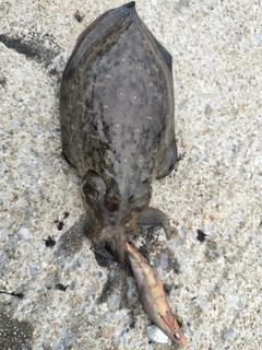 コウイカの釣果