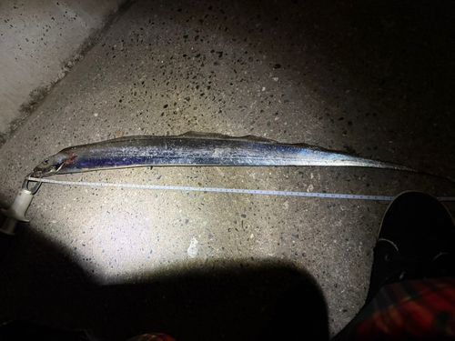 タチウオの釣果