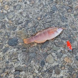 アカササノハベラ