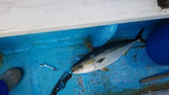 ハマチの釣果