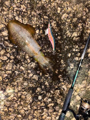 アオリイカの釣果