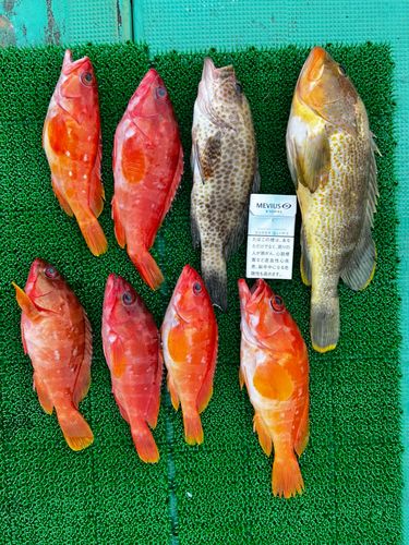 アカハタの釣果