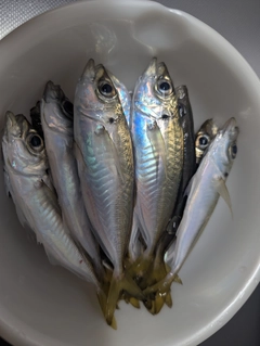 アジの釣果
