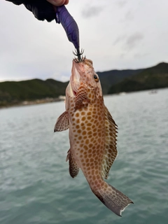 オオモンハタの釣果