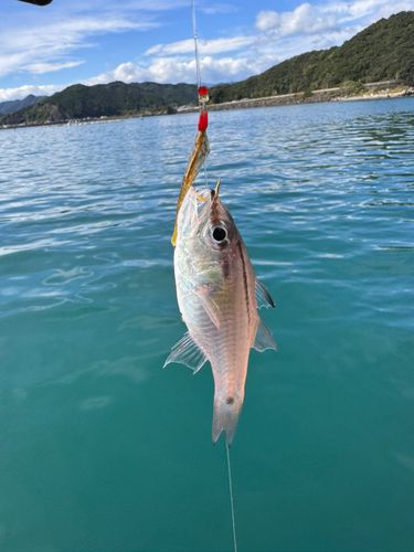ネンブツダイの釣果