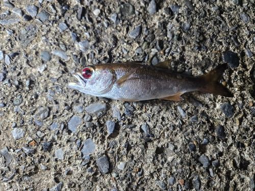 アカムツの釣果