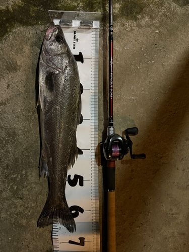 浜田港（島根）