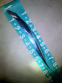 タチウオの釣果