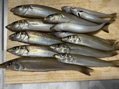 シロギスの釣果