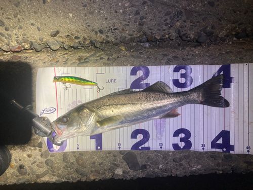 フッコ（マルスズキ）の釣果