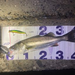 フッコ（マルスズキ）