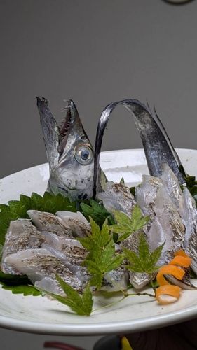 タチウオの釣果