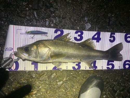 フッコ（マルスズキ）の釣果