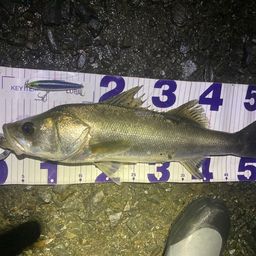 フッコ（マルスズキ）