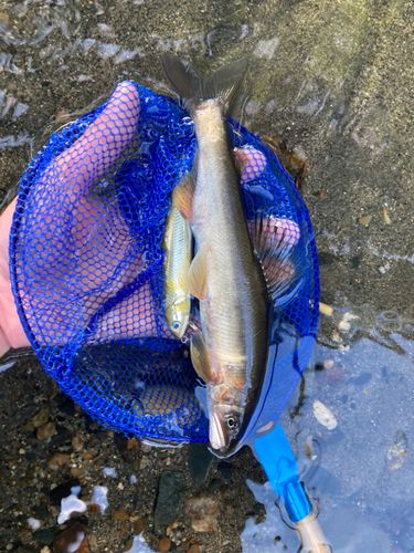 アユの釣果