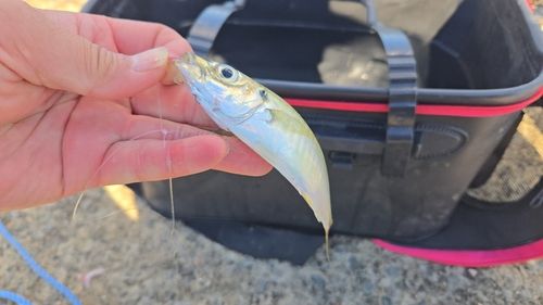 アオアジの釣果