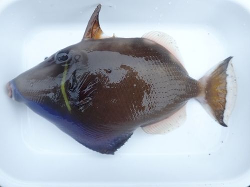 ツマジロモンガラの釣果