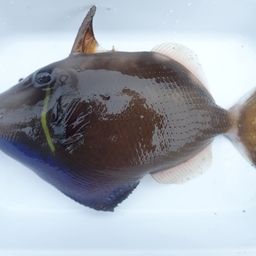 ツマジロモンガラ