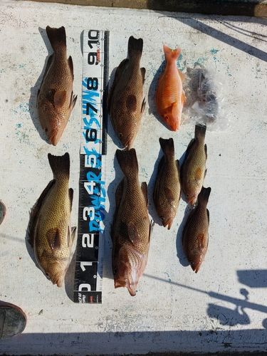 オオモンハタの釣果