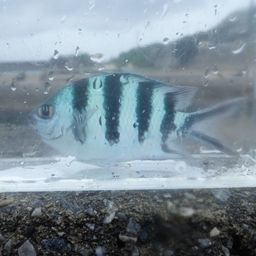 ロクセンスズメダイ