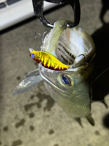 フッコ（ヒラスズキ）の釣果