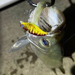 フッコ（ヒラスズキ）