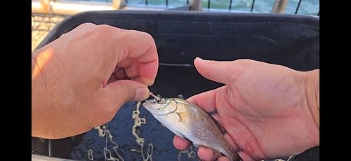 ウミタナゴの釣果