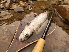 ニジマスの釣果
