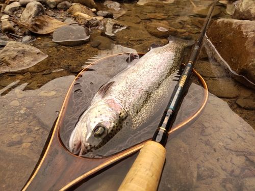 ニジマスの釣果