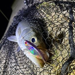 フッコ（ヒラスズキ）