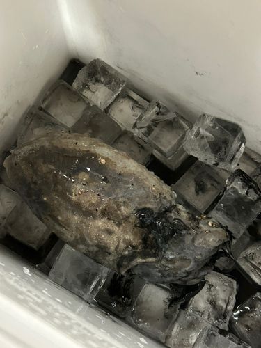 モンゴウイカの釣果