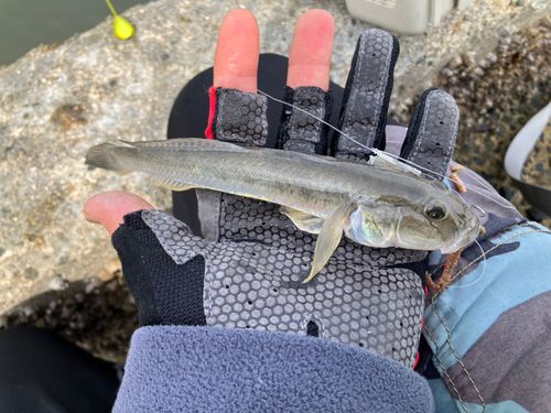 ハゼクチの釣果
