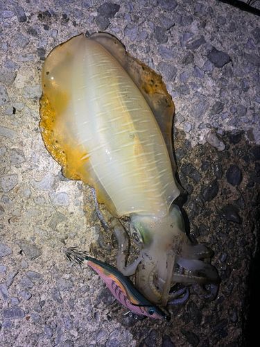 アオリイカの釣果