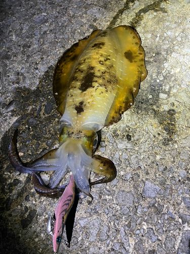 アオリイカの釣果