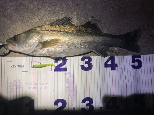 フッコ（マルスズキ）の釣果