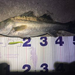 フッコ（マルスズキ）