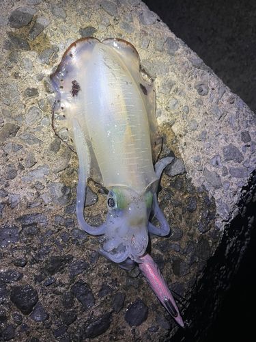 アオリイカの釣果