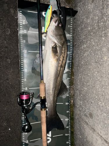 シーバスの釣果