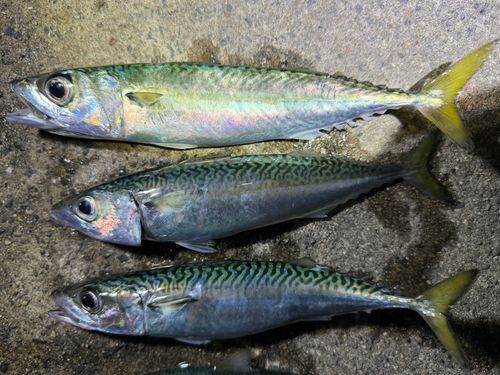 サバの釣果