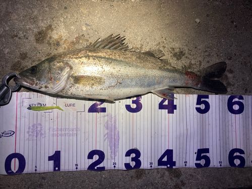 フッコ（マルスズキ）の釣果