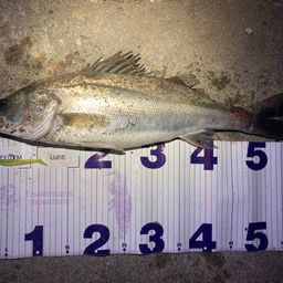 フッコ（マルスズキ）