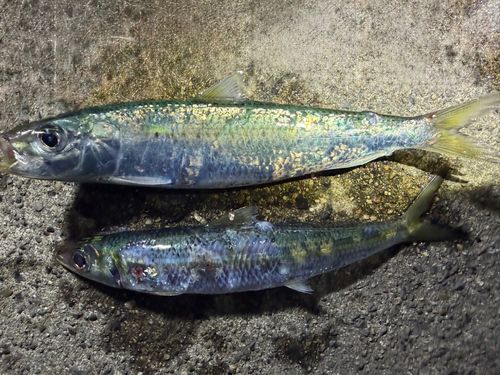 小名浜港市場前