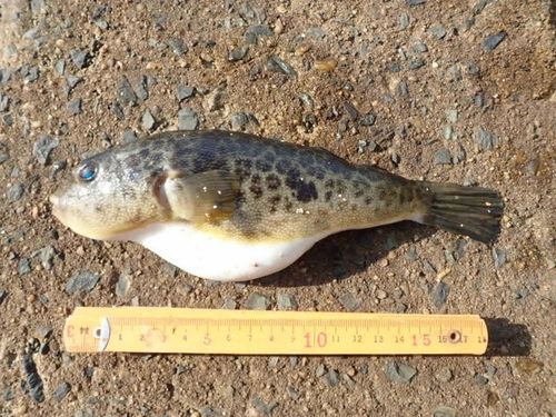 ヒガンフグの釣果