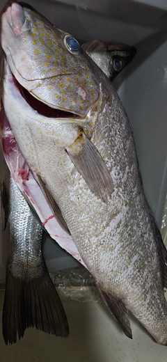 コロダイの釣果